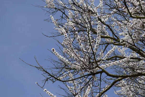Wild Abrikoos Tuin Bloei Lente Bloeiende Bomen Bestuiving Van Bloemen — Stockfoto