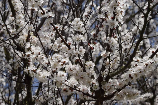 庭で野生のアプリコットが咲いてください 春の花木 アプリコットの花の受粉 — ストック写真