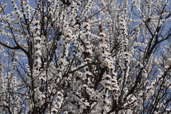 Цветущий Дикий Абрикос Саду Весенние Цветущие Деревья Опыление Цветов Абрикоса — стоковое фото