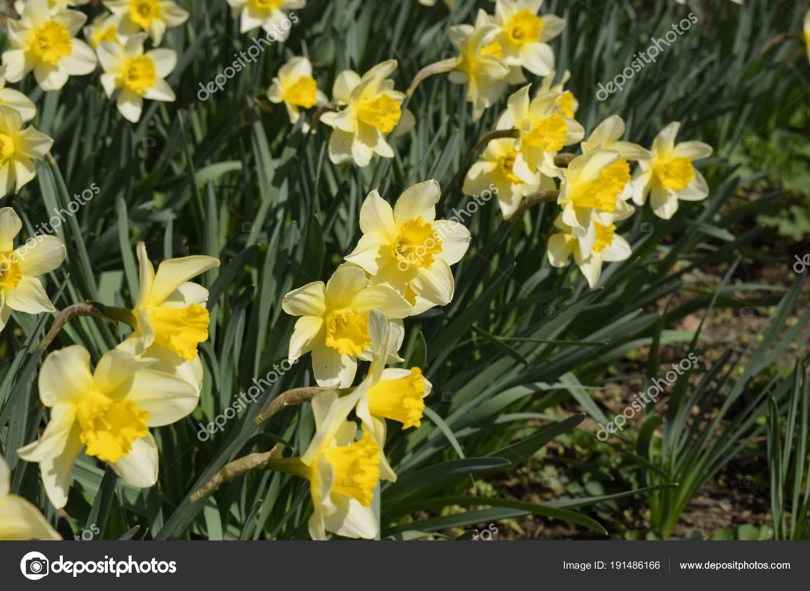 Jonquille Fleurs Jaune Plantes Bulbe Fleurs Printemps Dans