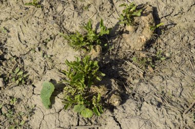 Horseradish bırakır. Horseradish arka bahçede büyüyen.