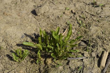 Horseradish bırakır. Horseradish arka bahçede büyüyen.