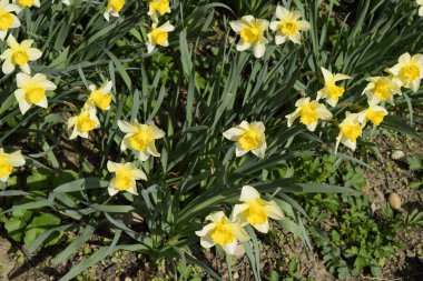 Çiçekler sarı nergis. Bahar çiçekli ampul flowerbed bitkilerde.