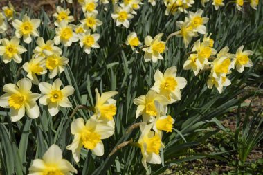 Çiçekler sarı nergis. Bahar çiçekli ampul flowerbed bitkilerde.