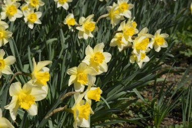 Çiçekler sarı nergis. Bahar çiçekli ampul flowerbed bitkilerde.