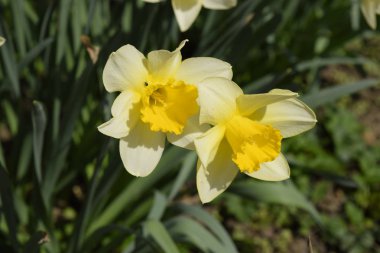 Çiçekler sarı nergis. Bahar çiçekli ampul flowerbed bitkilerde.
