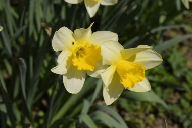 Çiçekler sarı nergis. Bahar çiçekli ampul flowerbed bitkilerde.