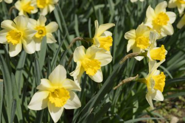 Çiçekler sarı nergis. Bahar çiçekli ampul flowerbed bitkilerde.