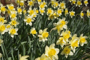 Çiçekler sarı nergis. Bahar çiçekli ampul flowerbed bitkilerde.