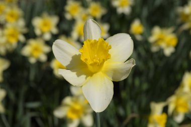 Çiçekler sarı nergis. Bahar çiçekli ampul flowerbed bitkilerde.