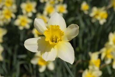 Çiçekler sarı nergis. Bahar çiçekli ampul flowerbed bitkilerde.