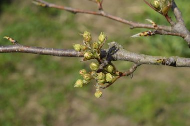 Çiçek tomurcukları armut ağacının. Böbrek armut geçiyoruz. Bahçede bahar.