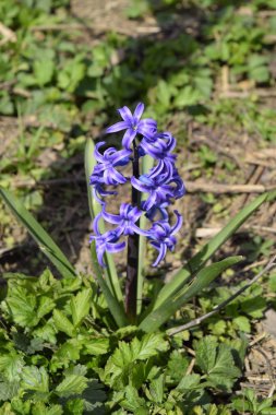 Sümbül Çiçek bahçesinde. Sümbül çiçek mavidir.