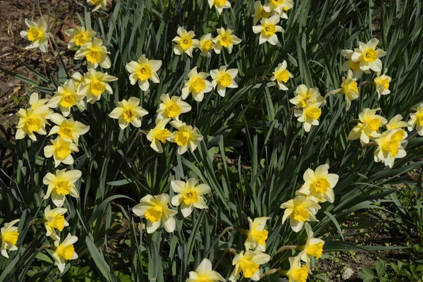 Blüten Narzissengelb Frühlingsblühende Zwiebelpflanzen Blumenbeet — Stockfoto