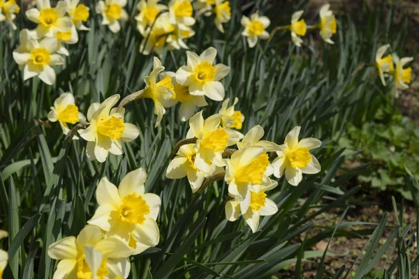 Fiori Narciso Giallo Primavera Piante Bulbo Fiorito Aiuola — Foto Stock