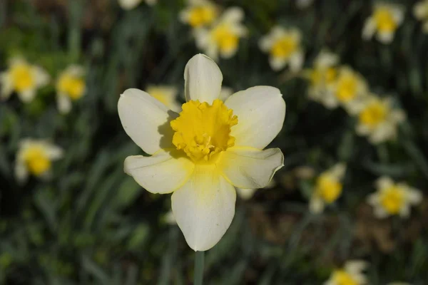 Bloemen Narcis Geel Lente Tweezaadlobbige Planten Van Lamp Flowerbed — Stockfoto