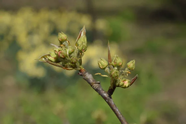 Brotes Florecientes Peral Disuelve Las Peras Renales Primavera Jardín —  Fotos de Stock