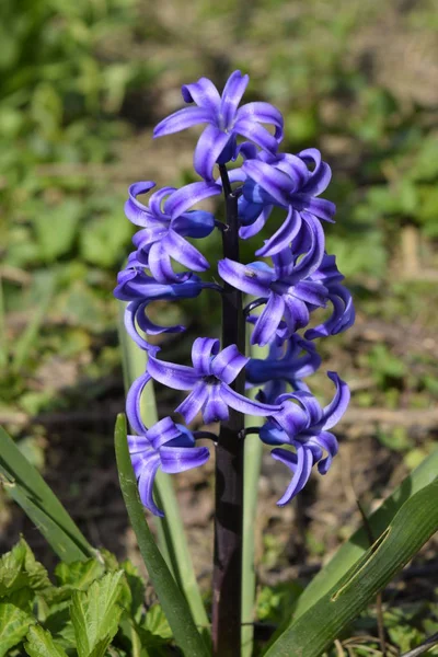 Υάκινθος Ανθίζει Στον Κήπο Υάκινθος Λουλούδι Είναι Μπλε — Φωτογραφία Αρχείου