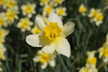 Çiçekler sarı nergis. Bahar çiçekli ampul flowerbed bitkilerde.