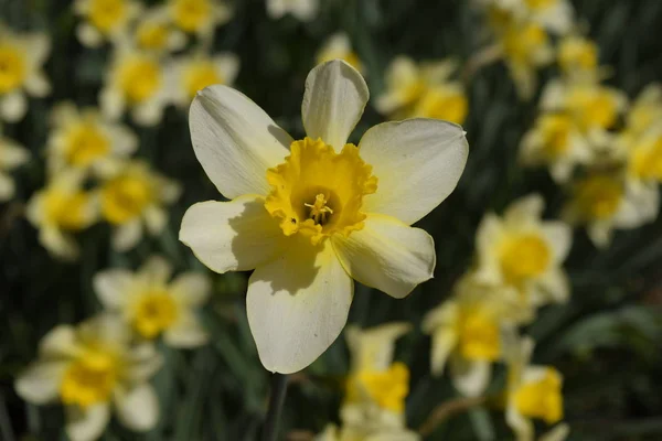 Blüten Narzissengelb Frühlingsblühende Zwiebelpflanzen Blumenbeet — Stockfoto