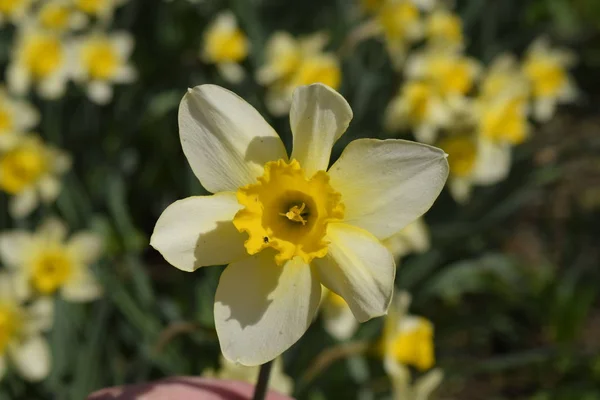 Blüten Narzissengelb Frühlingsblühende Zwiebelpflanzen Blumenbeet — Stockfoto
