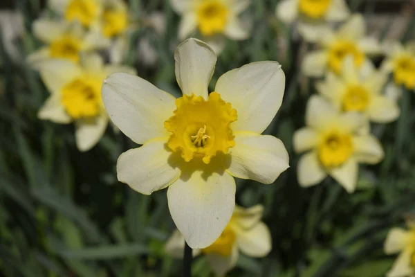 Blüten Narzissengelb Frühlingsblühende Zwiebelpflanzen Blumenbeet — Stockfoto