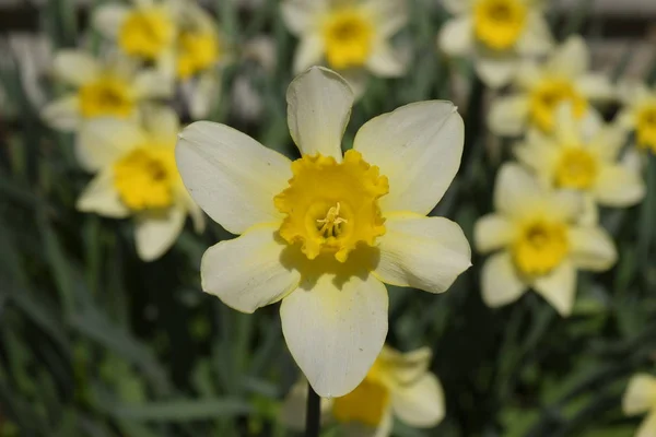 Blüten Narzissengelb Frühlingsblühende Zwiebelpflanzen Blumenbeet — Stockfoto