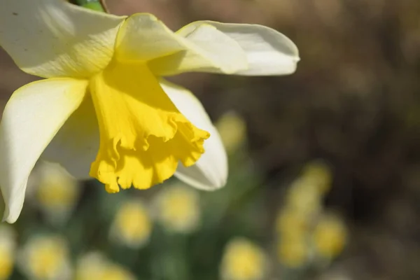 Fiori Narciso Giallo Primavera Piante Bulbo Fiorito Aiuola — Foto Stock