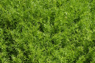 Papatya Genç sürgünler. Papatya halı. Papatya yaprakları