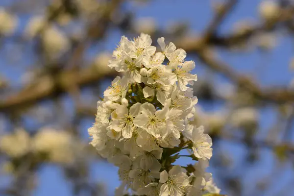 Prunus Avium Flowering Cherry Cherry Flowers Tree Branch — Stock Photo, Image