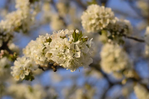 Prunus Avium Klen Třešňové Květy Stromě — Stock fotografie