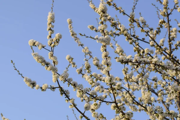 Prunus Avium Cerise Fleurs Fleurs Cerisier Sur Une Branche Arbre — Photo