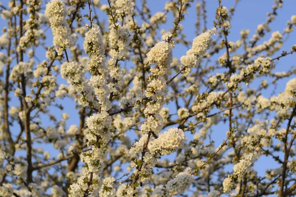 Prunus Avium Cerise Fleurs Fleurs Cerisier Sur Une Branche Arbre — Photo