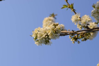 Prunus avium çiçekli kiraz. Bir ağaç dalı kiraz çiçekleri.