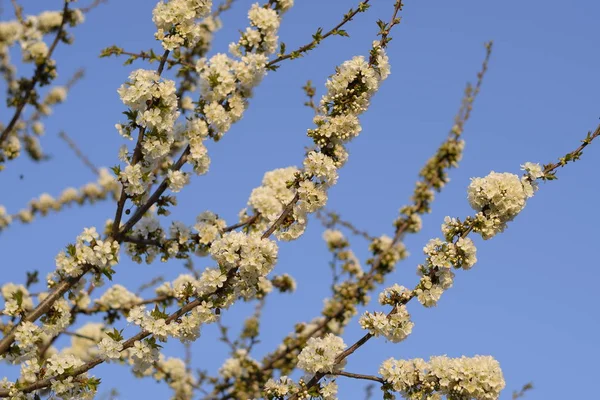 Prunus Avium Cerise Fleurs Fleurs Cerisier Sur Une Branche Arbre — Photo