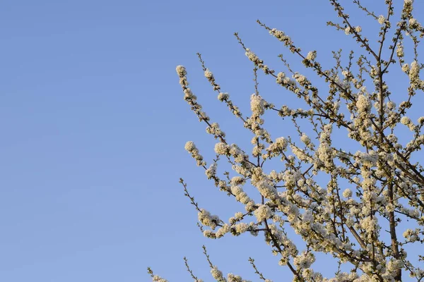 Prunus Avium Flowering Cherry Cherry Flowers Tree Branch — Stock Photo, Image