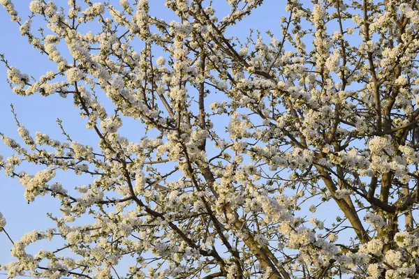 Prunus Avium Cerise Fleurs Fleurs Cerisier Sur Une Branche Arbre — Photo