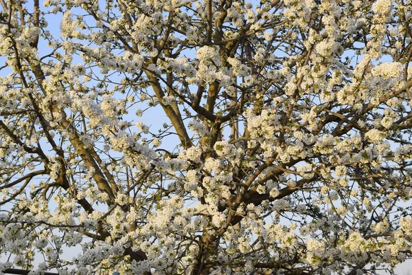 Prunus Avium Cerise Fleurs Fleurs Cerisier Sur Une Branche Arbre — Photo