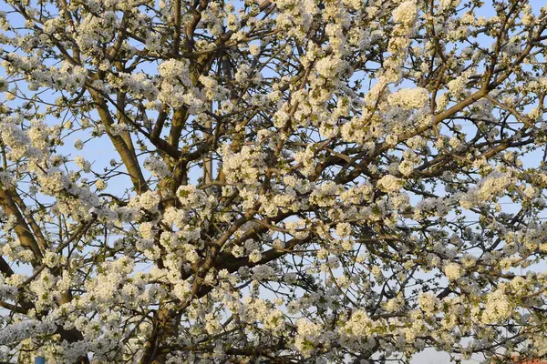 セイヨウミザクラ桜の開花 木の枝に桜の花 — ストック写真