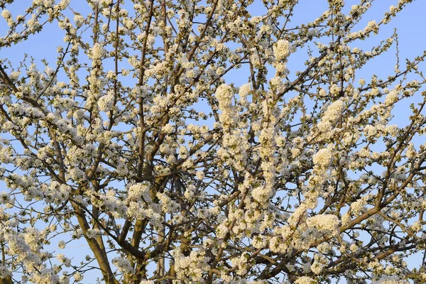 Prunus Avium Virágzás Cseresznye Cseresznye Virágok Ága — Stock Fotó
