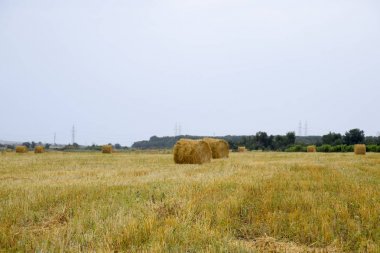 Yonca balya haystacks yerleştirilmiştir. Kış ve hayvancılık için yem