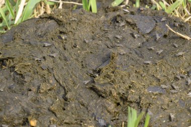 Bir inek pasta çim. Sığır gübresi