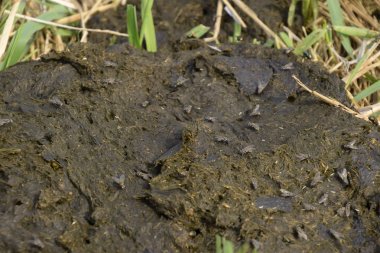 Bir inek pasta çim. Sığır gübresi