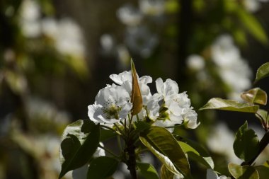 Bir ağacın dalları üzerinde çiçekler. Vişne Bahçesi.