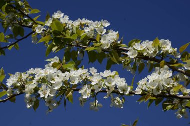 Bahçedeki yabani armut çiçek açmış. Bahar çiçekli ağaçlar. Tozlaşma armut çiçek.
