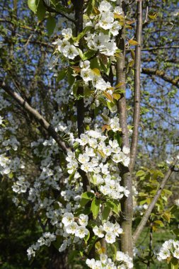 Bahçedeki yabani armut çiçek açmış. Bahar çiçekli ağaçlar. Tozlaşma armut çiçek.