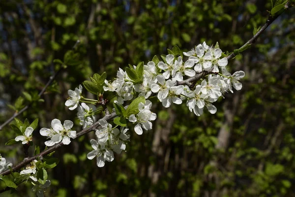 Jardin Pruniers Fleurs Jardin Ferme Printemps — Photo