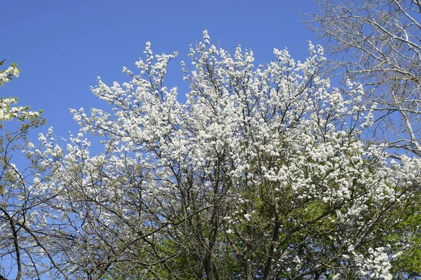 Kwitnienia Śliwkowy Ogród Gospodarstwie Ogród Wiosnę — Zdjęcie stockowe