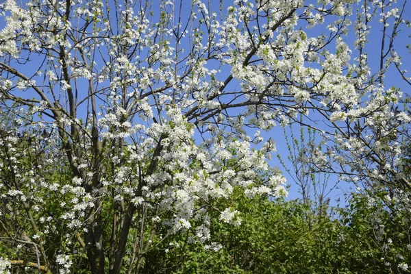 Flowering Plum Garden Farm Garden Spring — Stock Photo, Image