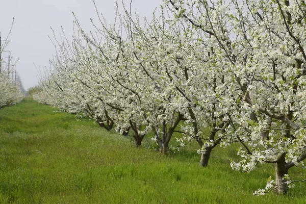 Jardin Pruniers Fleurs Jardin Ferme Printemps — Photo